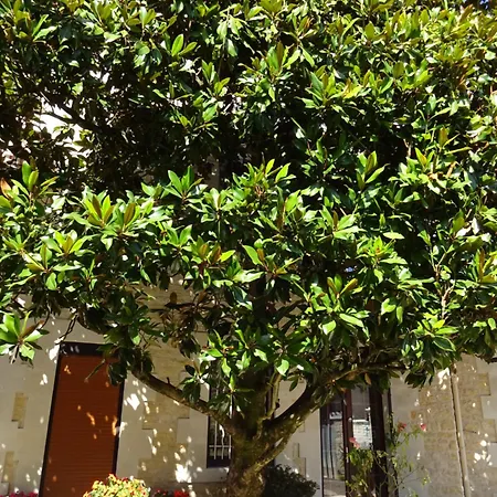 Aux Orangers Gasthuis Luxé