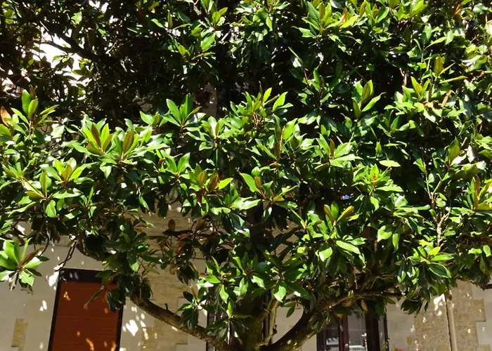 Aux Orangers Gasthof Luxé