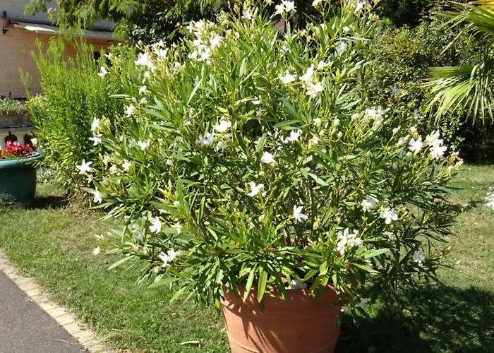 Gasthof Aux Orangers Luxé